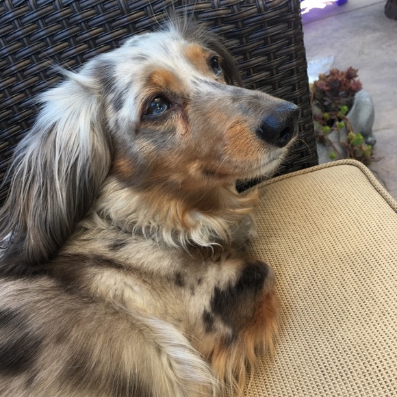 Meet your Posher - Picture 1 of 1